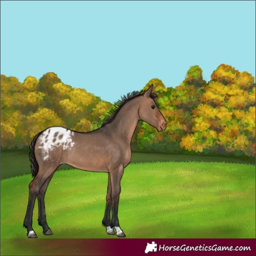 Horse Color:Bay Dun Appaloosa Rabicano 