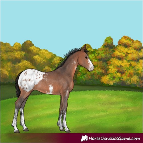 Horse Color:Bay Sabino Blanket Rabicano 