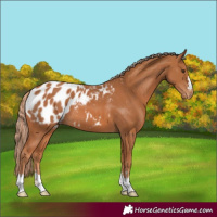 Horse Color:Chestnut Appaloosa