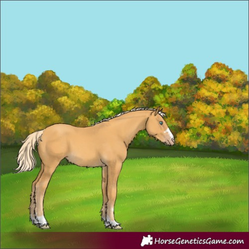 Horse Color:Gold Cream Champagne 