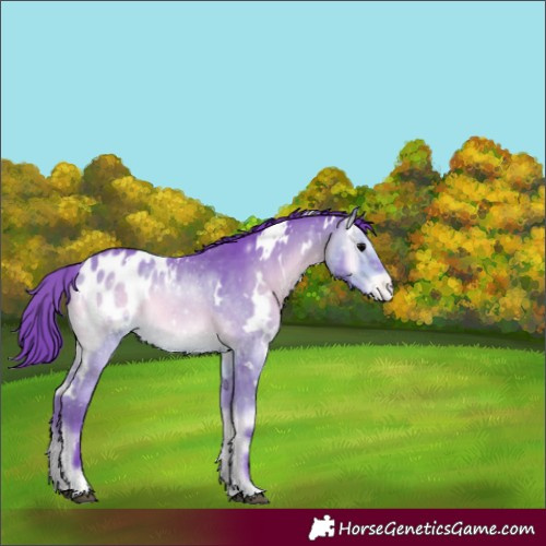 Horse Color:Watercolor White Spotted Bay Onyx Appaloosa 
