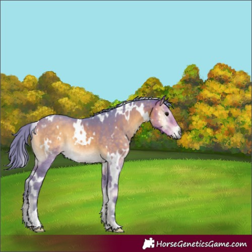 Horse Color:Watercolor White Spotted Buckskin Onyx 