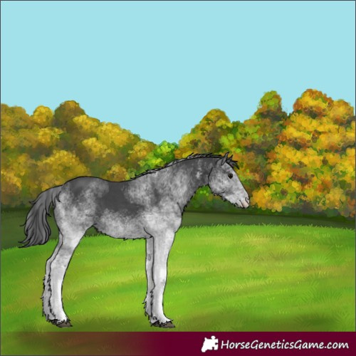 Horse Color:White Spotted Black 