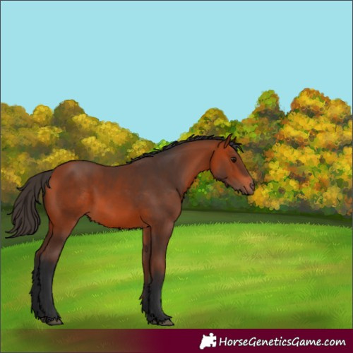 Horse Color:Bay Rabicano 