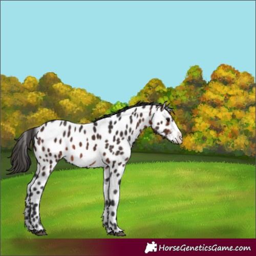 Horse Color:Bay Frame Appaloosa Rabicano 