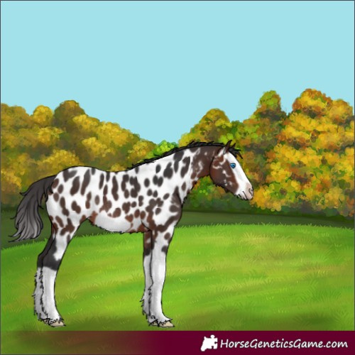 Horse Color:Bay Splash Frame Appaloosa Rabicano 
