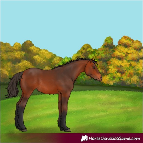 Horse Color:Bay Rabicano 