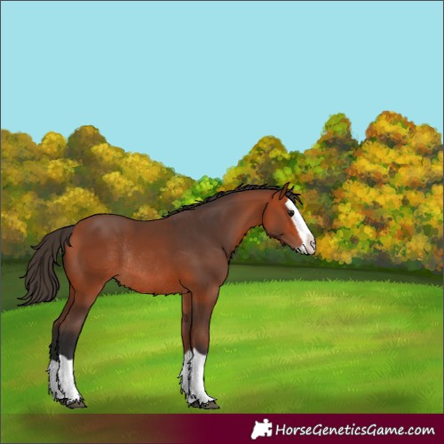 Horse Color:Bay Splash Rabicano 