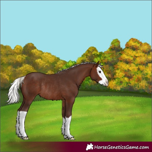 Horse Color:Silver Bay Splash Rabicano 