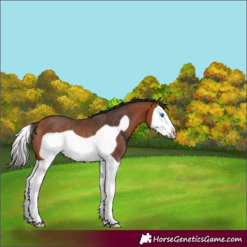 Horse Color:Bay Splash Frame Rabicano 