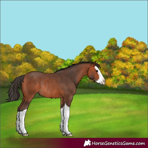 Horse Color:Bay Splash Rabicano 