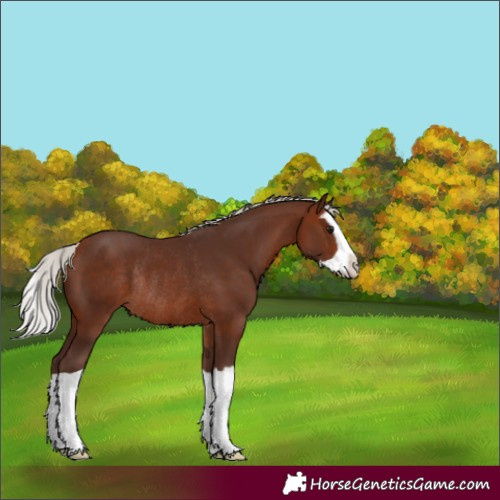 Horse Color:Silver Bay Splash Rabicano 