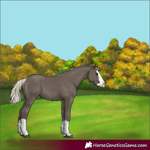 Horse Color:Silver Black Splash 