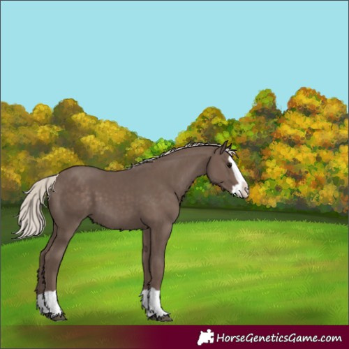 Horse Color:Silver Black Splash 