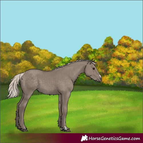 Horse Color:Silver Grullo 
