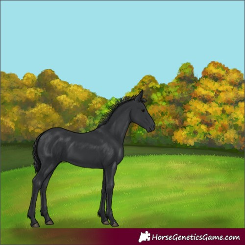 Horse Color:Black 