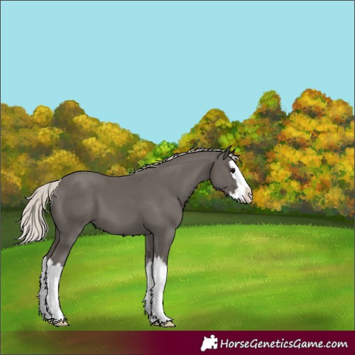 Horse Color:Silver Black Splash 