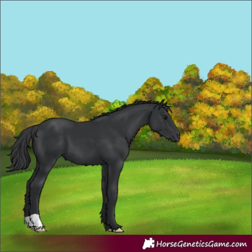 Horse Color:Black 