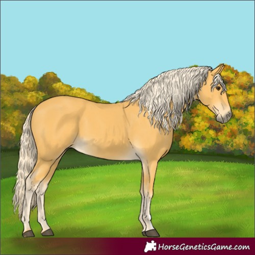 Horse Color:Palomino 