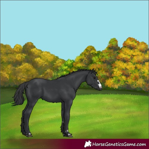 Horse Color:Black 