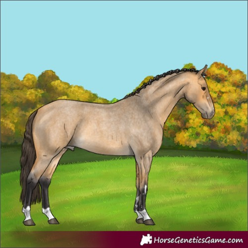 Horse Color:Buckskin Roan 