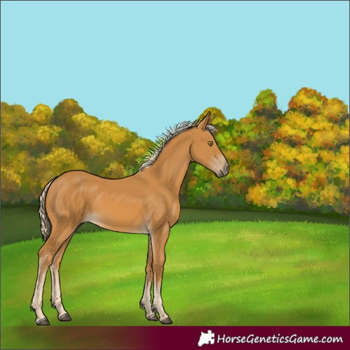 Horse Color:Palomino 