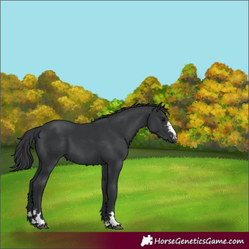 Horse Color:Black 