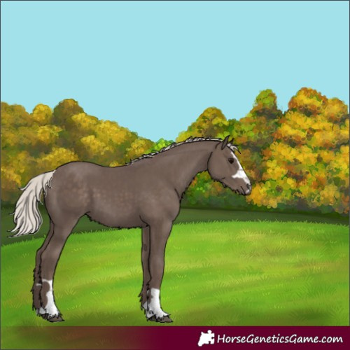 Horse Color:Silver Black 