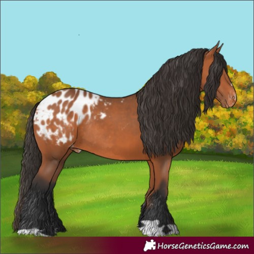 Horse Color:Bay Appaloosa Rabicano 