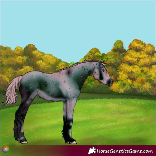 Horse Color:ERROR: UNKNOWN ANOMALY