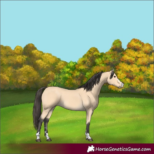 Horse Color:Buckskin