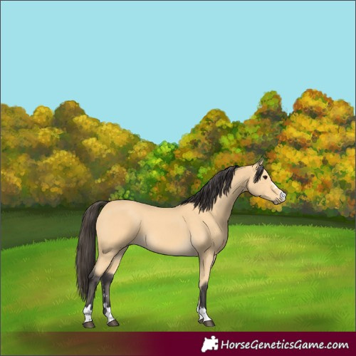 Horse Color:Buckskin 