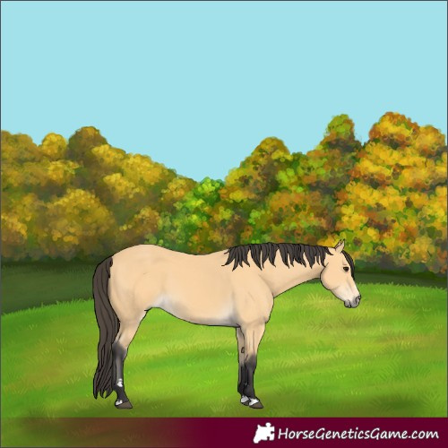Horse Color:Buckskin 