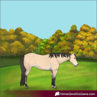Horse Color:Buckskin