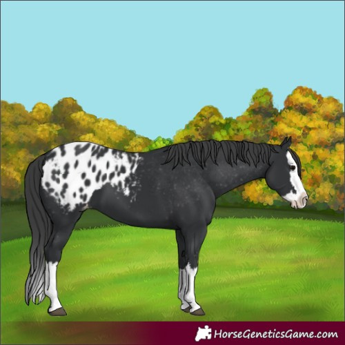 Horse Color:Black Splash Appaloosa 