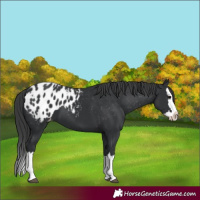 Horse Color:Black Splash Appaloosa