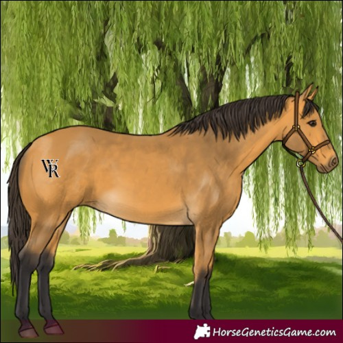 Horse Color:Buckskin 