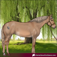 Horse Color:Red Dun 