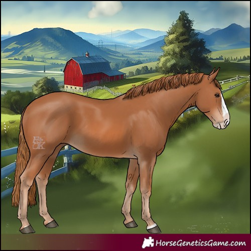 Horse Color:Chestnut Splash 