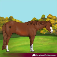 Horse Color:Chestnut 