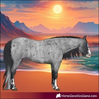Horse Color:Blue Roan Sabino Splash  and Blue Roan Sabino Splash 