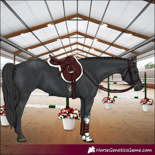 Horse Color:Black Sabino 
