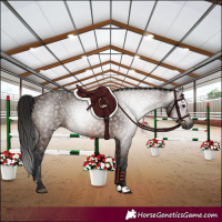 Horse Color:Gray Bay