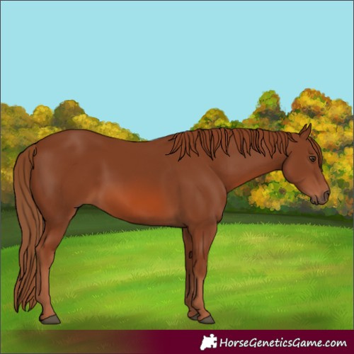 Horse Color:Chestnut 