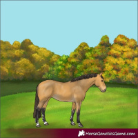 Horse Color:Buckskin 