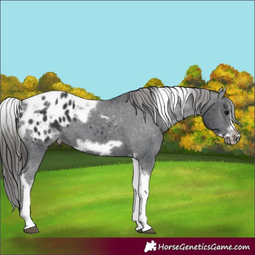Horse Color:White Spotted Black Splash Tobiano Frame Appaloosa