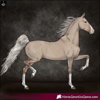 Horse Color:Silver Grullo Splash