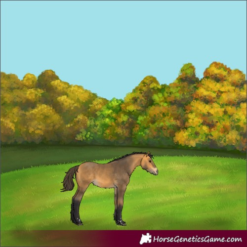 Horse Color:Buckskin 