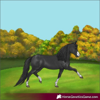 Horse Color:Black 
