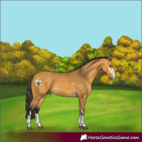 Horse Color:Buckskin 